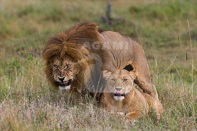 A male lion, Panthera leo, snarls as he mates with a submissive female below. Masai Mara National Reserve, Kenya. stock-image by Agami/Sergio Pitamitz,