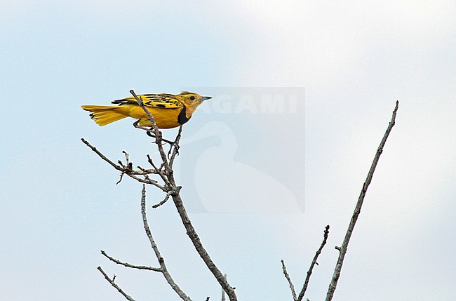 Baltsende Gouden pieper, Golden pipit displaying stock-image by Agami/Pete Morris,