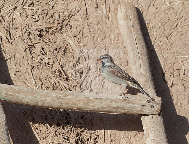 Male House Sparrow (Passer domesticus tingitanus) in Morocco. North African subspecies. stock-image by Agami/Marc Guyt,