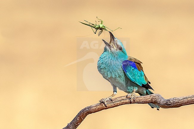 Roller throws up his prey to get a better grip stock-image by Agami/Onno Wildschut,