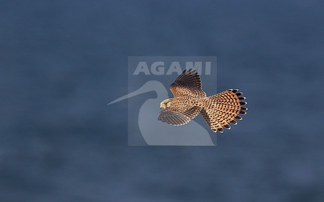 Eurasian Kestrel (Falco tinnunculus) in flight. Hovering in mid-air, looking for prey in Lolland, Denmark. stock-image by Agami/Helge Sorensen,