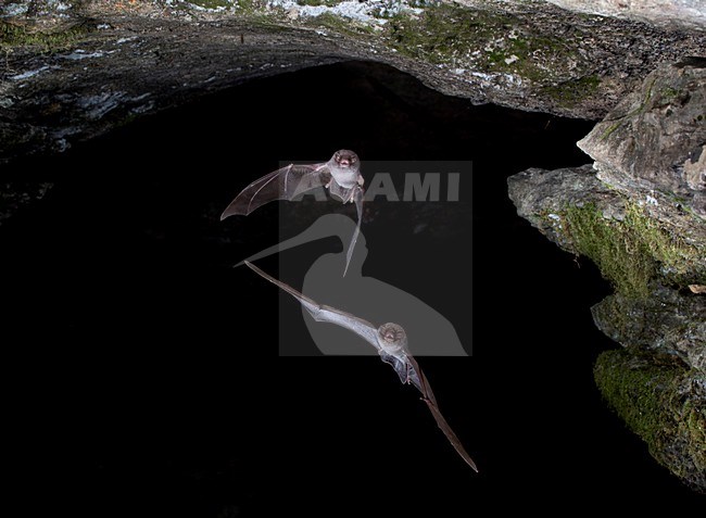 Schreibers vleermuis vliegend, Schreibers' bat flying, stock-image by Agami/Theo Douma,