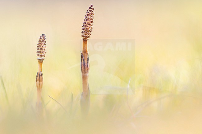 Field horsetail, Heermoes, Equisetum arvense stock-image by Agami/Wil Leurs,