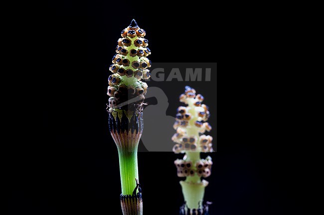 Rough Horsetail, Equisetum hyemale stock-image by Agami/Wil Leurs,