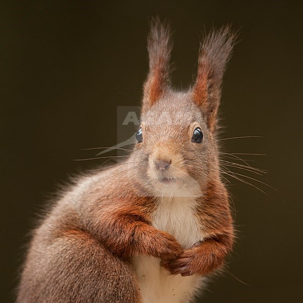 Rode Eekhoorn close-up; Red Squirrel close up stock-image by Agami/Han Bouwmeester,