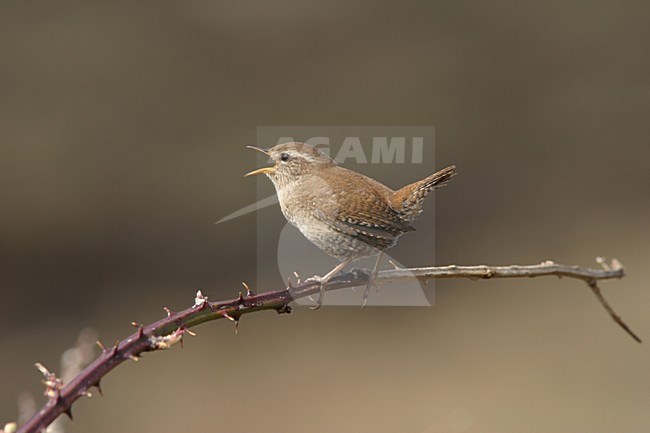 Winter Wren male singing, Winterkoning mannetje zingend stock-image by Agami/Arie Ouwerkerk,