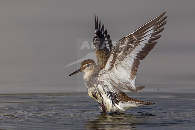 Piro piro piccolo; Common Sandpiper; Actitis hypoleucos stock-image by Agami/Daniele Occhiato,
