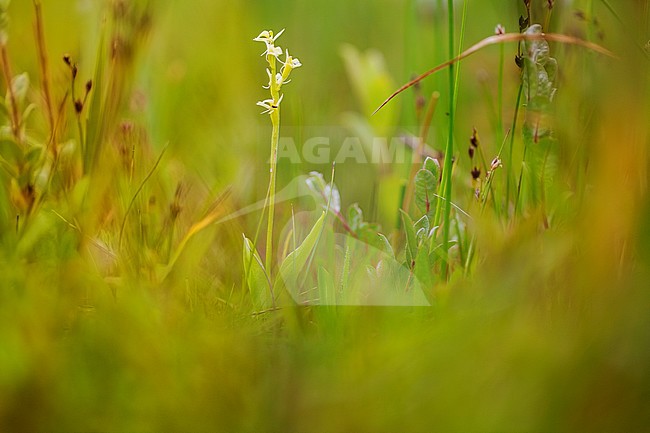 Groenknolorchis, Fen Orchid stock-image by Agami/Wil Leurs,