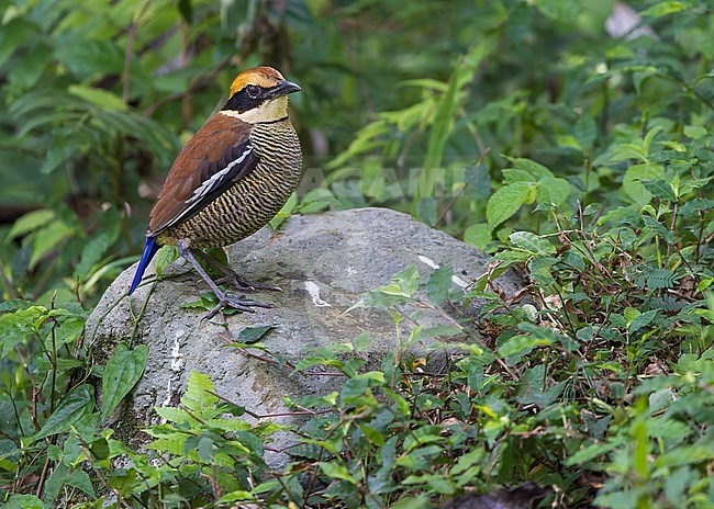Female Javan Banded Pitta (Hydrornis guajanus) from the mountains of Bali, perched on a rock. stock-image by Agami/Lennart Verheuvel,