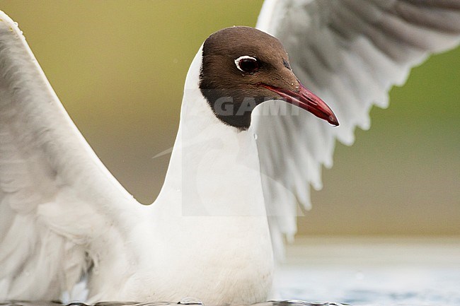 Kokmeeuw zwemmend met gespreide vleugels; Common Black-headed Gull swimming with spread wings stock-image by Agami/Marc Guyt,