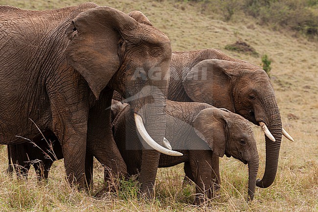 African elephants, Loxodonta africana, grazing side by side. Masai Mara National Reserve, Kenya. stock-image by Agami/Sergio Pitamitz,
