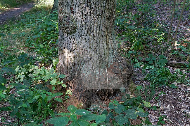 Plagionotus detritus - Hornissenbock, Germany, (Baden-Württemberg, habitat tree stock-image by Agami/Ralph Martin,