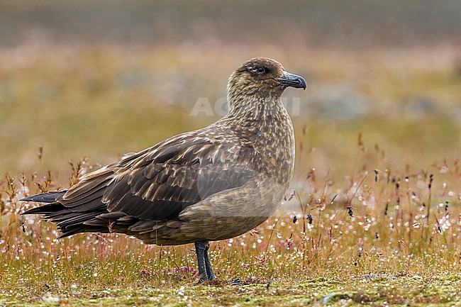 This adult Great Skua, Stercorarius skua is standing along the shore of the Jökulsárlón lake in Austurland, Iceland. stock-image by Agami/Vincent Legrand,