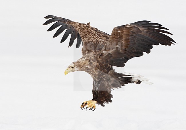 Zeearend adult vliegend en landend; White-tailed Eagle adult flying and landing stock-image by Agami/Markus Varesvuo,
