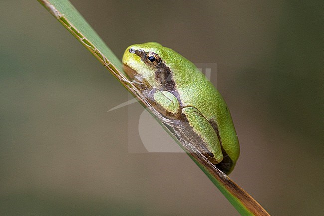 Italian Tree Frog (Hyla intermedia), side view of a juvenile attached to a leaf, Campania, Italy stock-image by Agami/Saverio Gatto,