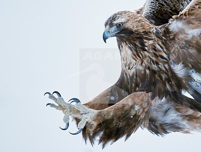 Golden Eagle (Aquila chrysaetos) during cold winter in northern Finland. stock-image by Agami/Markus Varesvuo,