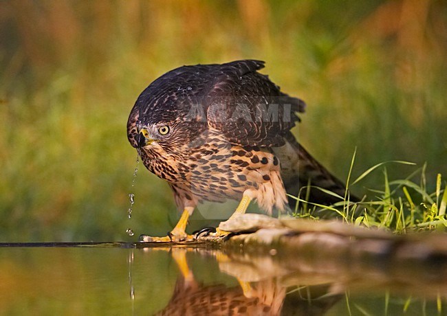 Northern Goshawk immature drinking; Havik onvolwassen drinkend stock-image by Agami/Markus Varesvuo,