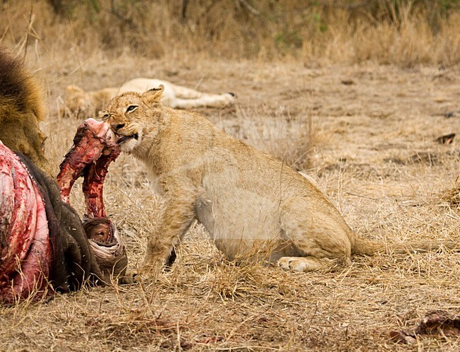Jonge Afrikaanse Leeuw; Young African Lion, Panthera leo stock-image by Agami/Marc Guyt,