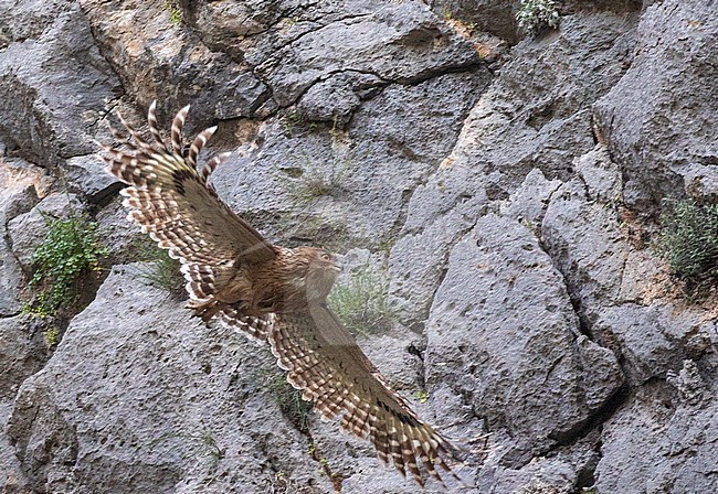 Turkish Fish Owl (Ketupa semenowi) in Taurus Mountain of Turkey. stock-image by Agami/Pete Morris,