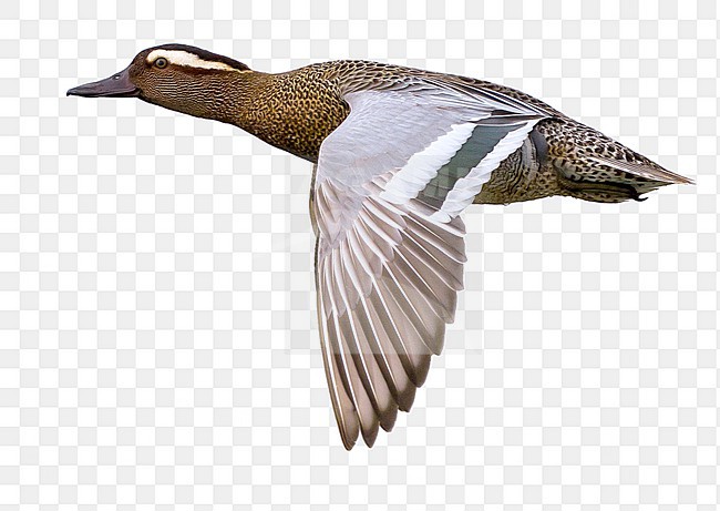 Mannetje Zomertaling in de vlucht; Male Garganey in flight stock-image by Agami/Daniele Occhiato,
