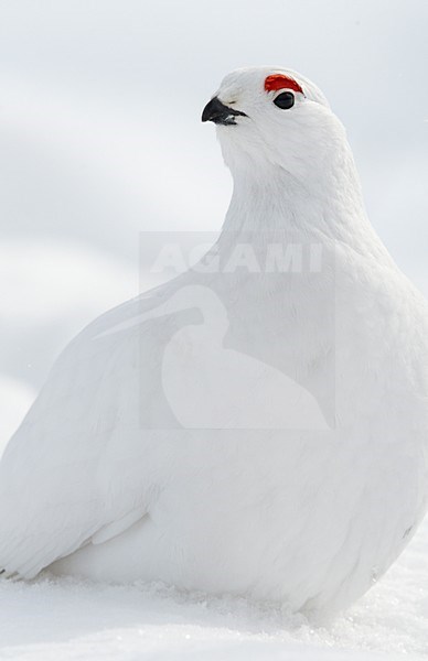 Winter kleed Moerassneeuwhoen in de sneeuw, Winter plumage Willow Ptarmigan in snow stock-image by Agami/Markus Varesvuo,