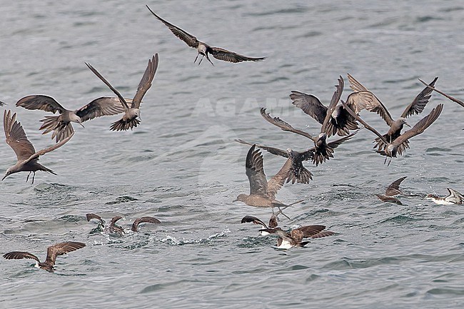 Christmas Shearwater, Puffinus nativitatis, at sea off the Galapagos Islands, part of the Republic of Ecuador. Together with brown noddy's and Galapagos Shearwaters. stock-image by Agami/Pete Morris,