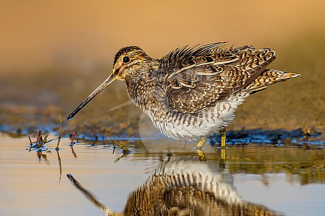 Common Snipe (Gallinago gallinago) in Italy. stock-image by Agami/Daniele Occhiato,