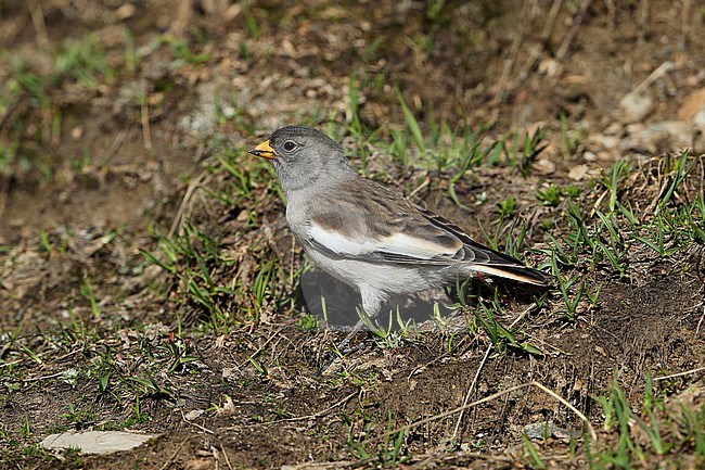 Juvenile White-winged Snowfinch (Montifringilla nivalis) standing on the ground at Le Monétier-les-Bains in France. stock-image by Agami/Aurélien Audevard,