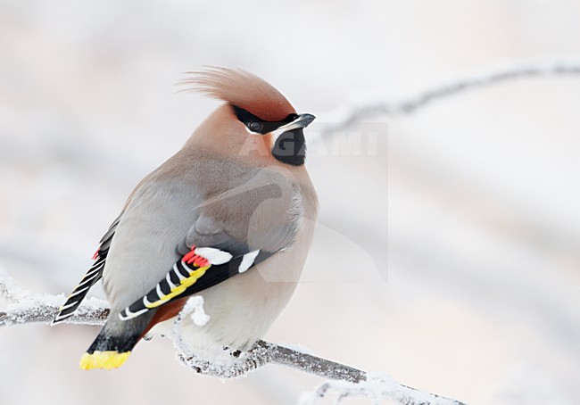 Pestvogel zittend op tak in de winter; Bohemian Waxwing perched on a branch in winter stock-image by Agami/Markus Varesvuo,