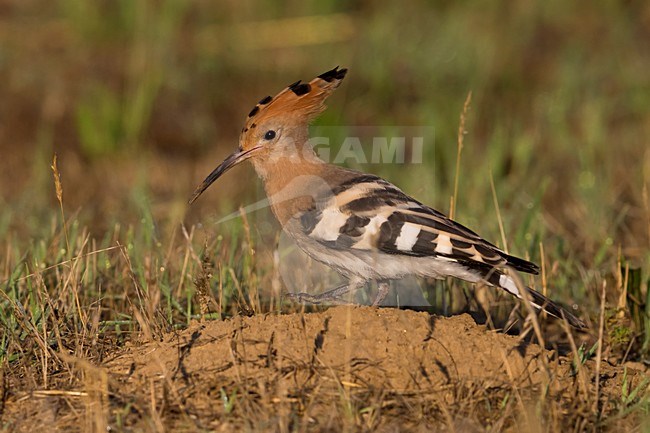Hop foeragerend; Eurasian Hoopoe foraging stock-image by Agami/Daniele Occhiato,