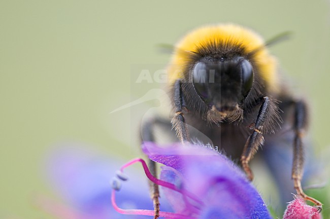 Close up van de kop van een hommel, Closeup of the head of a bumblebee stock-image by Agami/Rob de Jong,