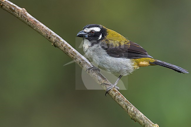 Black-winged Saltator (Saltator atripennis) perched on a branch in Colombia, South America. stock-image by Agami/Glenn Bartley,