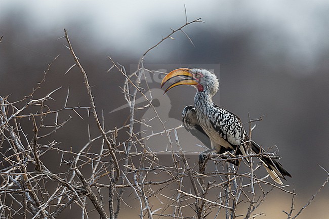 A southern yellow-billed hornbill, Tockus leucomelas, perching on a bush. Nxai Pan, Botswana stock-image by Agami/Sergio Pitamitz,