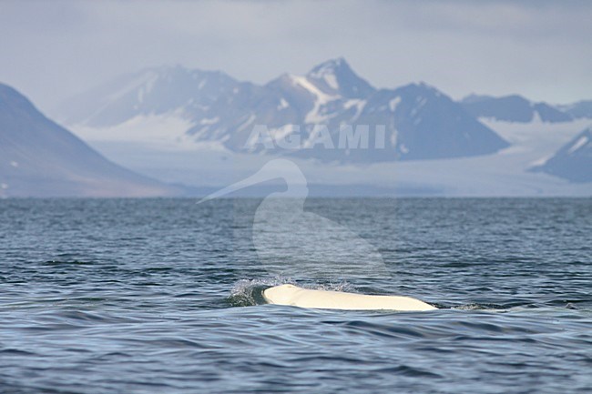 Beloega zwemmend in zee; Beluga swimming in sea stock-image by Agami/Chris van Rijswijk,