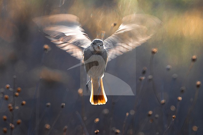 Wintering Black Redstart (Phoenicurus ochruros gibraltariensis) in Italy. stock-image by Agami/Daniele Occhiato,