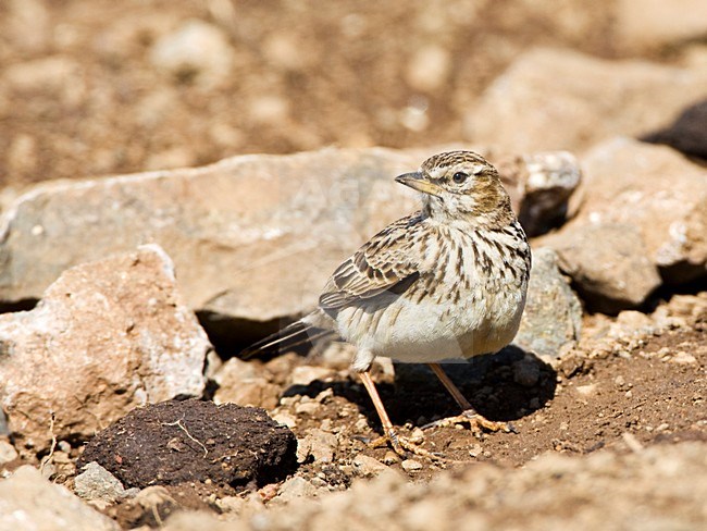 Grootsnavelleeuwerik, Large-billed Lark, Galerida magnirostris stock-image by Agami/Marc Guyt,