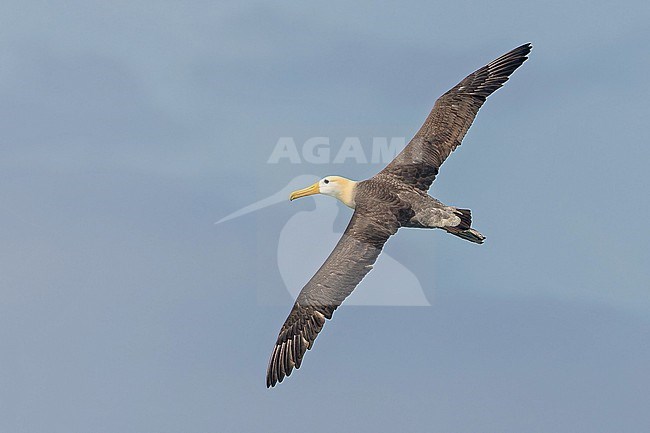 Adult Waved Albatross (Phoebastria irrorata) on the Galapagos Islands, part of the Republic of Ecuador. stock-image by Agami/Pete Morris,