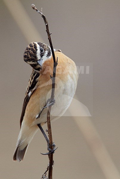 Volwassen mannetje Paapje in zomerkleed; Adult male Winchat in breeding plumage stock-image by Agami/Markus Varesvuo,