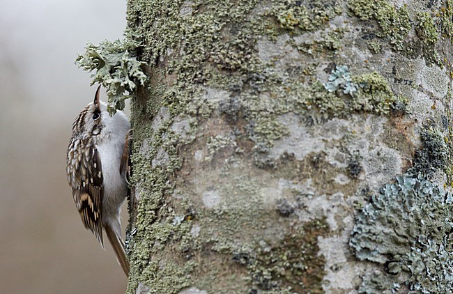 Taigaboomkruiper, Eurasian Treecreeper, Certhia familiaris stock-image by Agami/Markus Varesvuo,