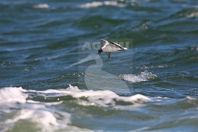 Vorkstaartmeeuw; Sabine's Gull stock-image by Agami/Chris van Rijswijk,