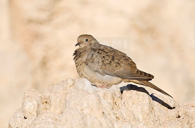 Treurduif, Mourning Dove stock-image by Agami/Marc Guyt,