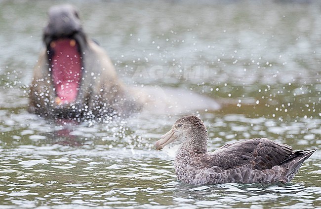 Northern Giant Petrel (Macronectes halli) swimming on a shallow part of the coastal sea on Macquarie island, Australia. Southern Elepehant Seal in the background. stock-image by Agami/Marc Guyt,