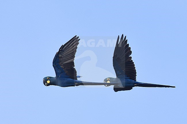 Endangered Lear's Macaw (Anodorhynchus leari), a very species with a highly restricted range in Brazil. stock-image by Agami/Laurens Steijn,