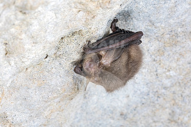 Brown long-eared Bat aka Common long-eared Bat (Plecotus auritus) sitting in an old underground quarry, Wansin, Brabant, Belgium. stock-image by Agami/Vincent Legrand,