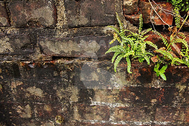 Groensteel, Green Spleenwort, Asplenium viride stock-image by Agami/Wil Leurs,