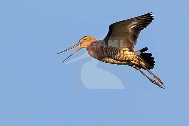 A Black-tailed Godwit is seen flying over head calling. stock-image by Agami/Jacob Garvelink,