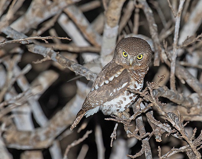 African barred owlet (Glaucidium capense) perched on a branch in Tanzania. stock-image by Agami/Pete Morris,