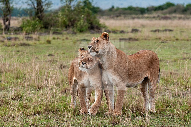 Two lionesses, Panthera leo, greeting each other with head rubbing.  Masai Mara National Reserve, Kenya. stock-image by Agami/Sergio Pitamitz,