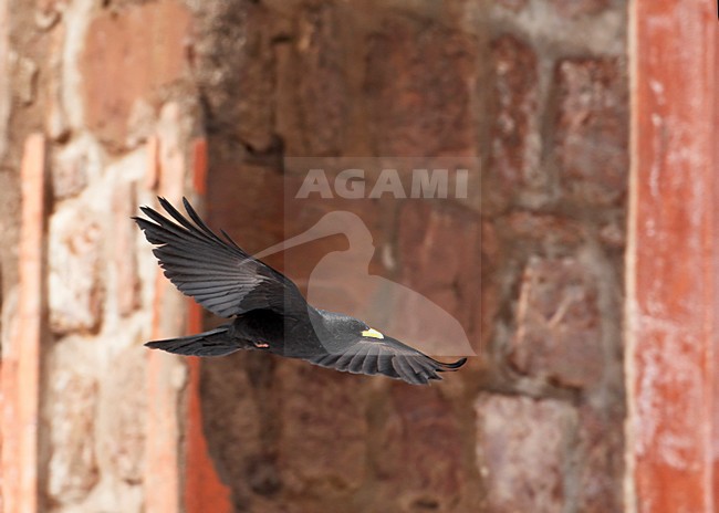 Alpenkauw in de vlucht; Alpine Chough in flight stock-image by Agami/Markus Varesvuo,