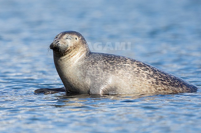 Harbour Seal (Phoca vitulina), adult resting on a rock, Southern region, Iceland stock-image by Agami/Saverio Gatto,